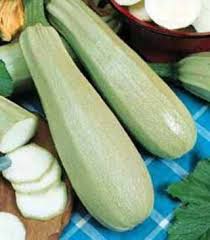 ZUCCHINO BIANCO DI TRIESTE GR.100